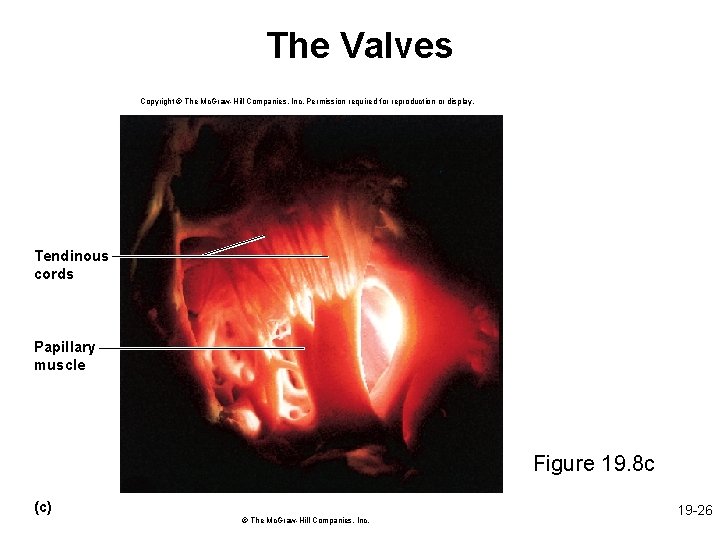 The Valves Copyright © The Mc. Graw-Hill Companies, Inc. Permission required for reproduction or