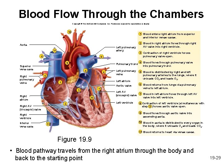 Blood Flow Through the Chambers Copyright © The Mc. Graw-Hill Companies, Inc. Permission required