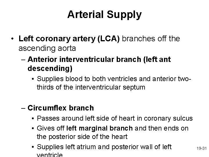 Arterial Supply • Left coronary artery (LCA) branches off the ascending aorta – Anterior