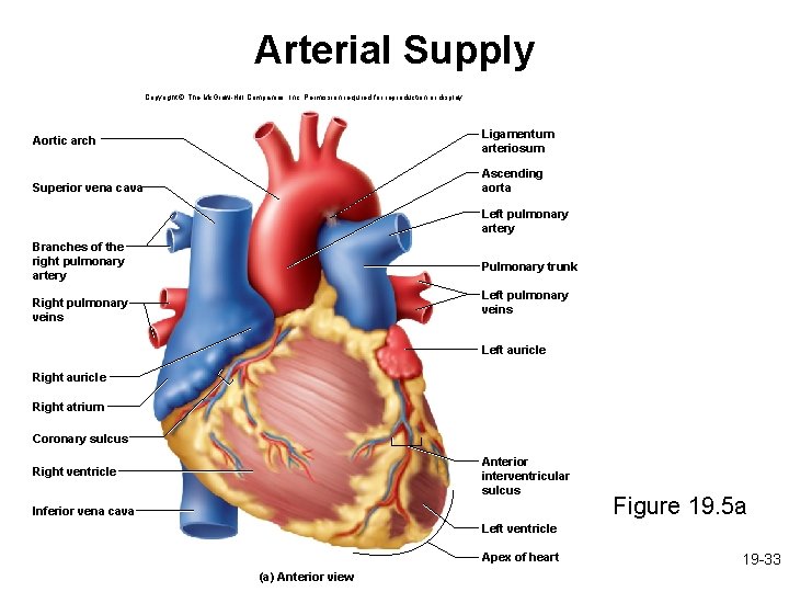 Arterial Supply Copyright © The Mc. Graw-Hill Companies, Inc. Permission required for reproduction or