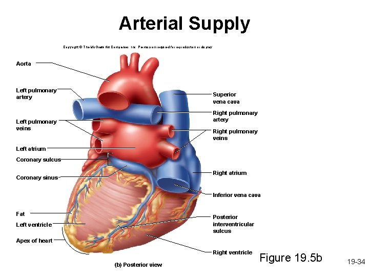 Arterial Supply Copyright © The Mc. Graw-Hill Companies, Inc. Permission required for reproduction or