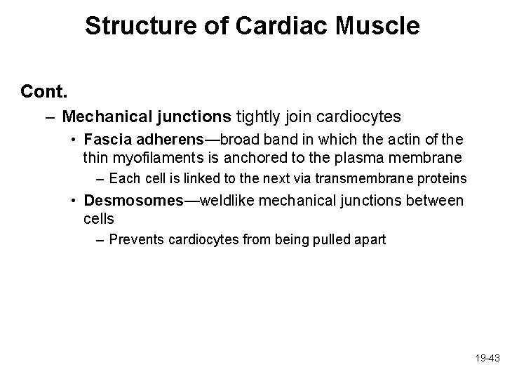 Structure of Cardiac Muscle Cont. – Mechanical junctions tightly join cardiocytes • Fascia adherens—broad