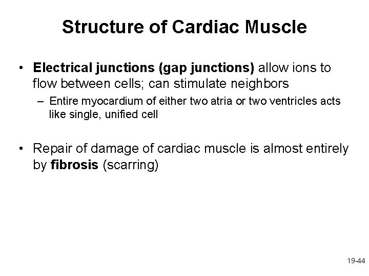 Structure of Cardiac Muscle • Electrical junctions (gap junctions) allow ions to flow between