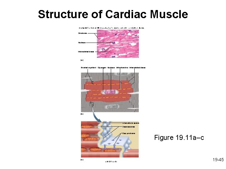 Structure of Cardiac Muscle Copyright © The Mc. Graw-Hill Companies, Inc. Permission required for