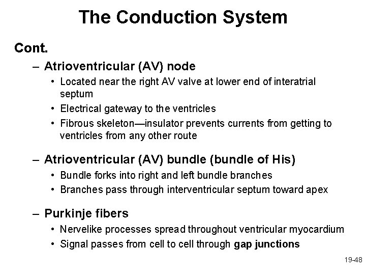 The Conduction System Cont. – Atrioventricular (AV) node • Located near the right AV