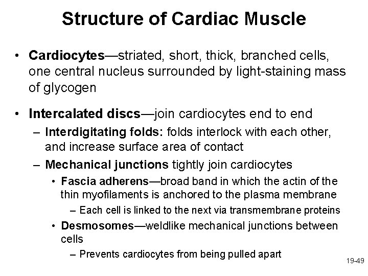 Structure of Cardiac Muscle • Cardiocytes—striated, short, thick, branched cells, one central nucleus surrounded