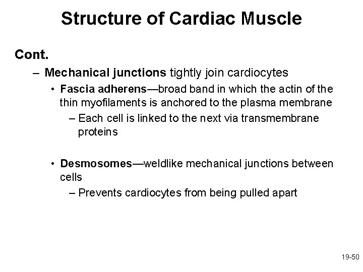 Structure of Cardiac Muscle Cont. – Mechanical junctions tightly join cardiocytes • Fascia adherens—broad