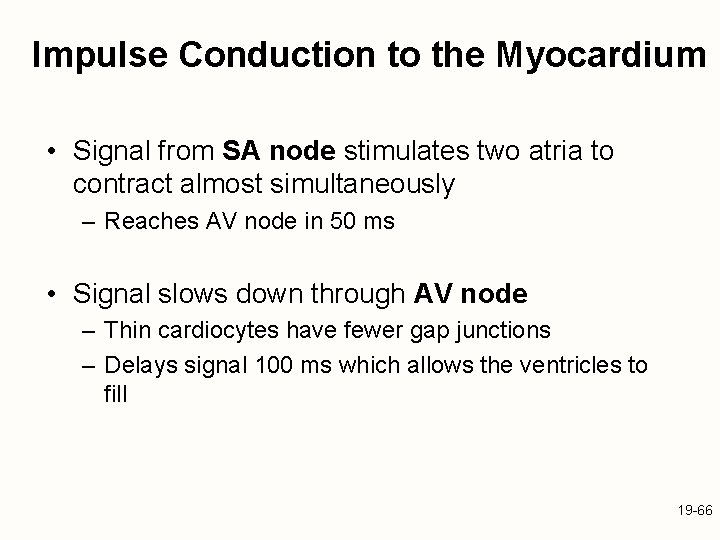 Impulse Conduction to the Myocardium • Signal from SA node stimulates two atria to