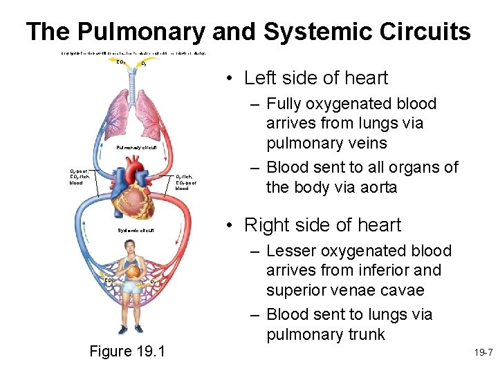 The Pulmonary and Systemic Circuits Copyright © The Mc. Graw-Hill Companies, Inc. Permission required