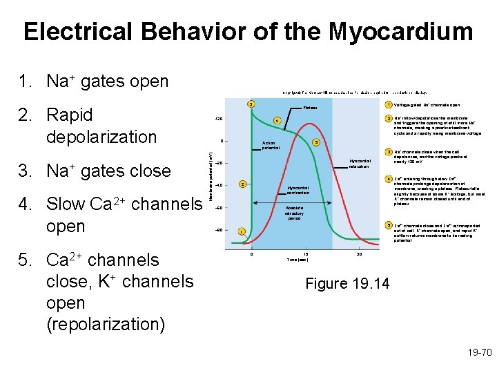 Electrical Behavior of the Myocardium 1. Na+ gates open Copyright © The Mc. Graw-Hill