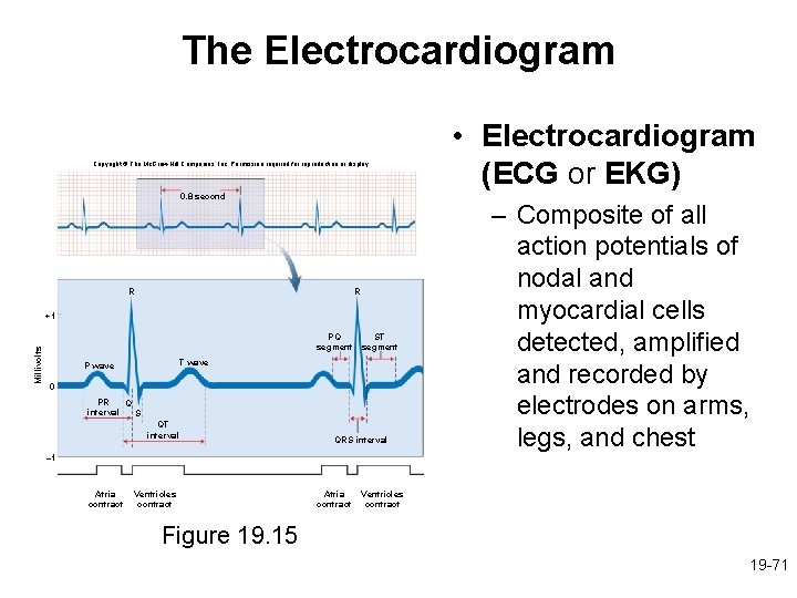 The Electrocardiogram Copyright © The Mc. Graw-Hill Companies, Inc. Permission required for reproduction or