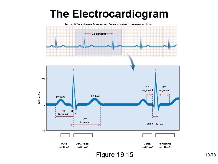 The Electrocardiogram Copyright © The Mc. Graw-Hill Companies, Inc. Permission required for reproduction or