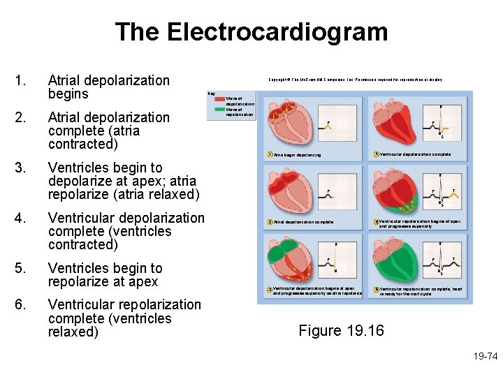 The Electrocardiogram 1. 2. Atrial depolarization begins Atrial depolarization complete (atria contracted) Copyright ©