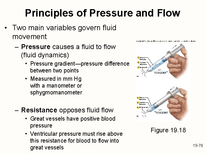 Principles of Pressure and Flow • Two main variables govern fluid movement – Pressure