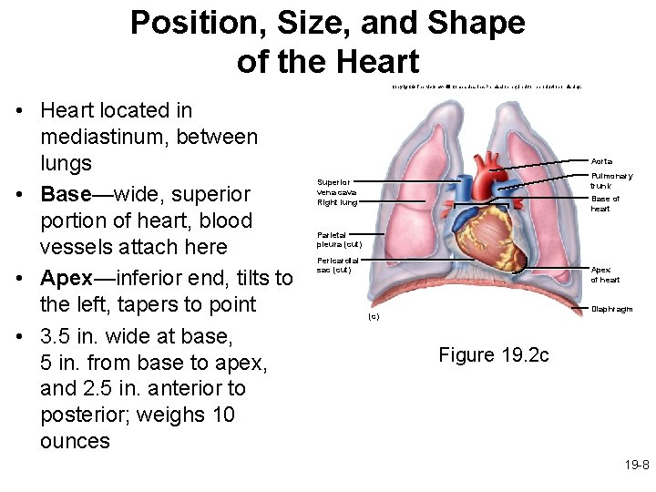 Position, Size, and Shape of the Heart Copyright © The Mc. Graw-Hill Companies, Inc.