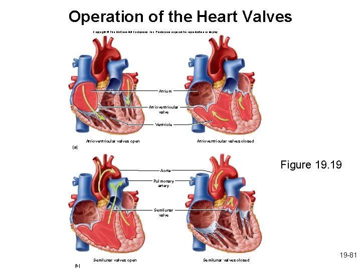 Operation of the Heart Valves Copyright © The Mc. Graw-Hill Companies, Inc. Permission required