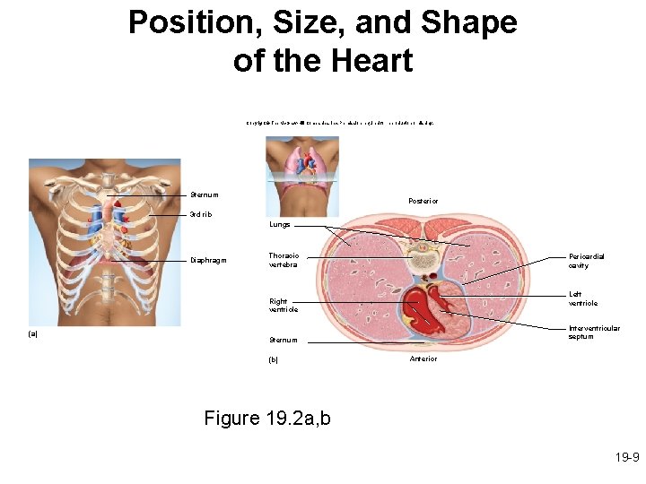 Position, Size, and Shape of the Heart Copyright © The Mc. Graw-Hill Companies, Inc.