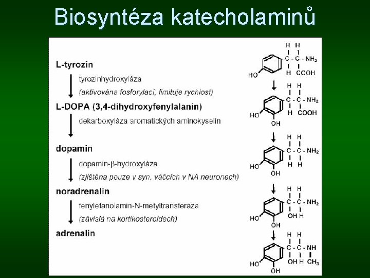 Biosyntéza katecholaminů Biosyntéza katecholaminů