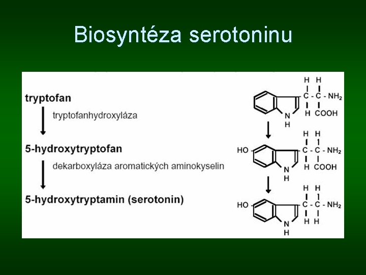 Biosyntéza serotoninu 