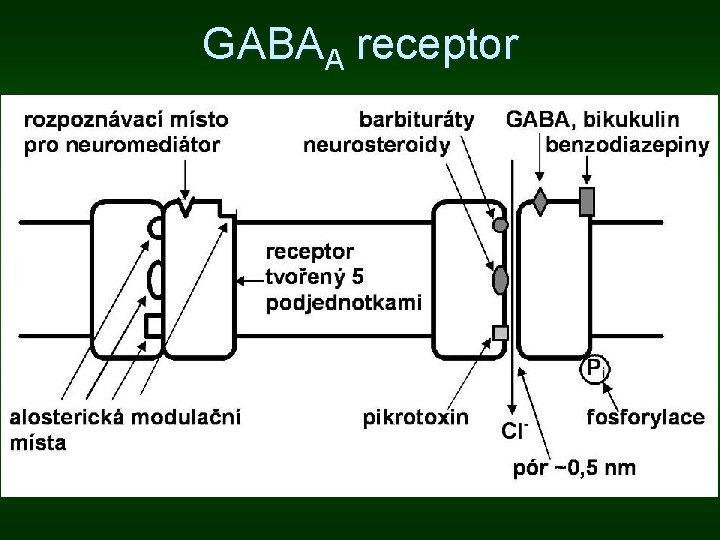 GABAA receptor 