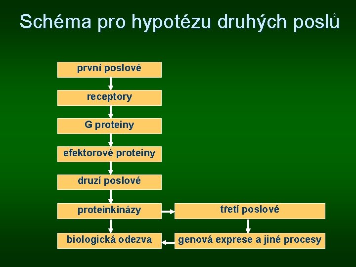 Schéma pro hypotézu druhých poslů první poslové receptory G proteiny efektorové proteiny druzí poslové