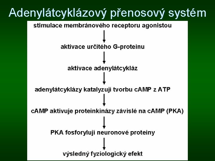 Adenylátcyklázový přenosový systém 