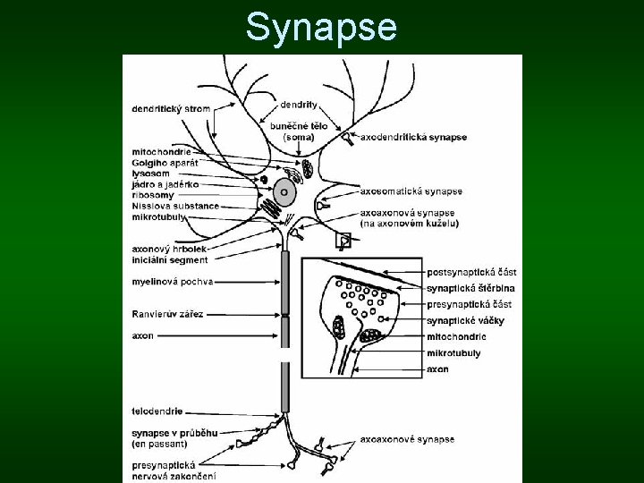 Synapse 