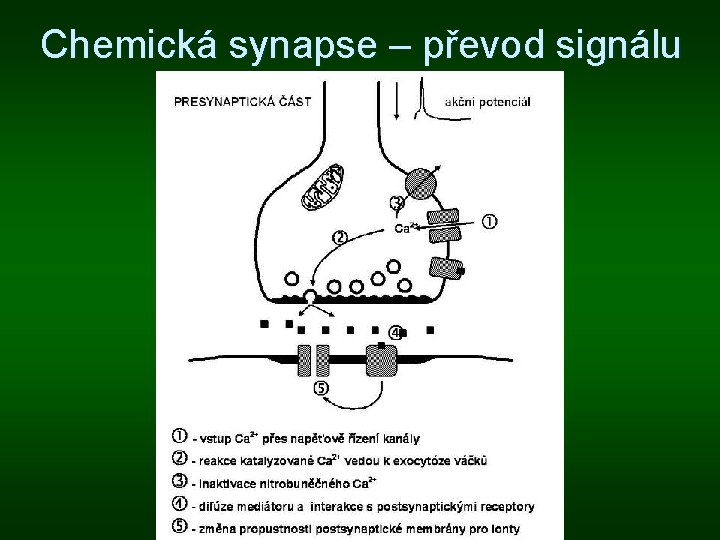 Chemická synapse – převod signálu 