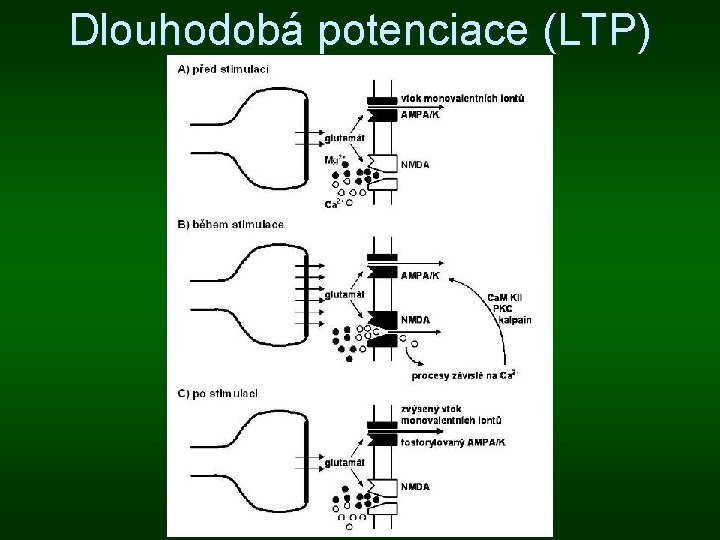 Dlouhodobá potenciace (LTP) Dlouhodobá potenciace (LTP)