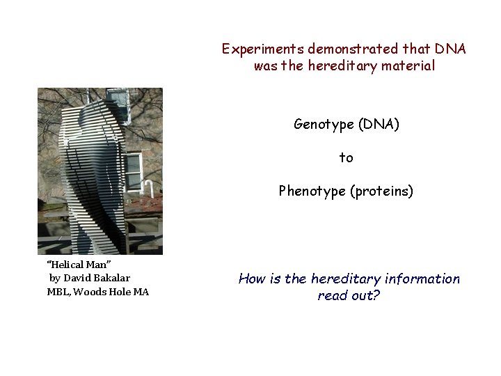 Experiments demonstrated that DNA was the hereditary material Genotype (DNA) to Phenotype (proteins) “Helical