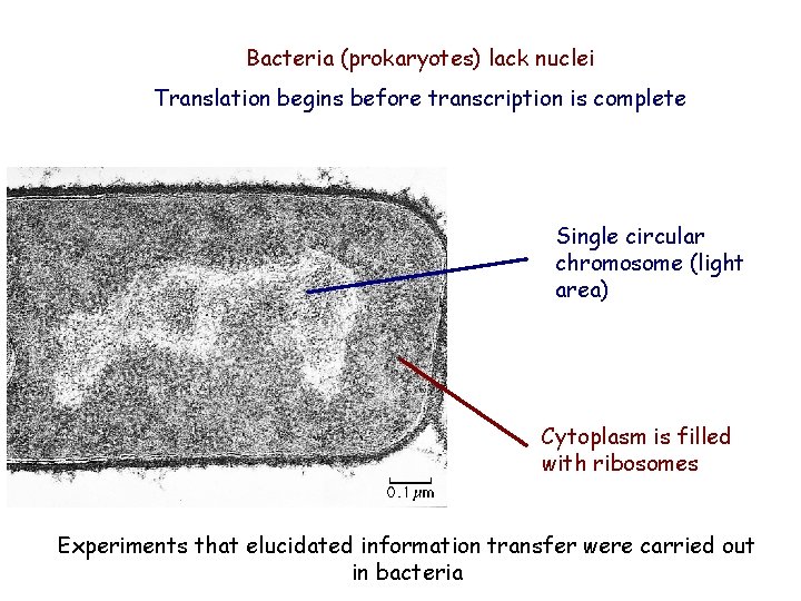 Bacteria (prokaryotes) lack nuclei Translation begins before transcription is complete Single circular chromosome (light