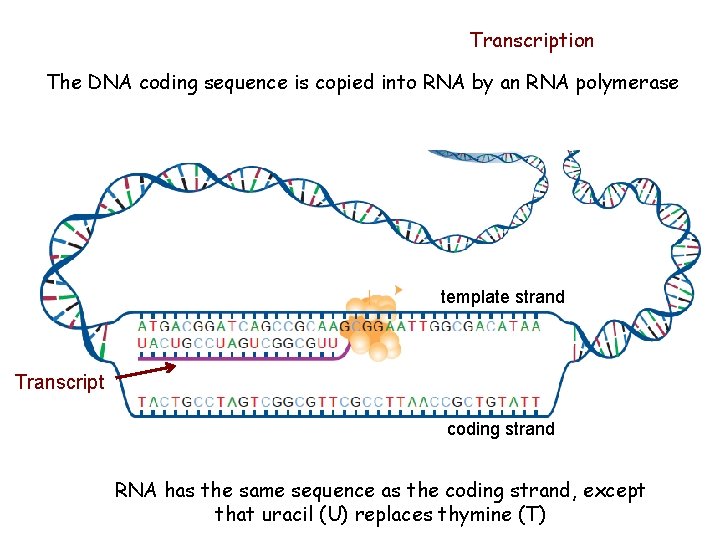 Transcription The DNA coding sequence is copied into RNA by an RNA polymerase template