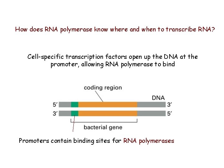 How does RNA polymerase know where and when to transcribe RNA? Cell-specific transcription factors