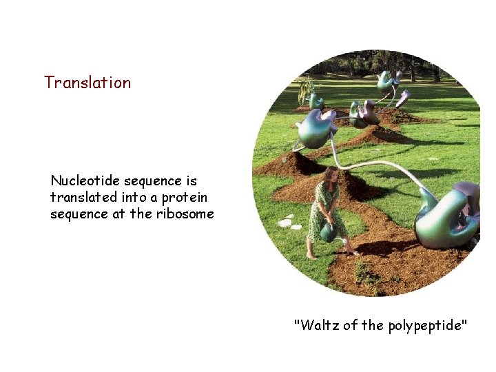 Translation Nucleotide sequence is translated into a protein sequence at the ribosome "Waltz of