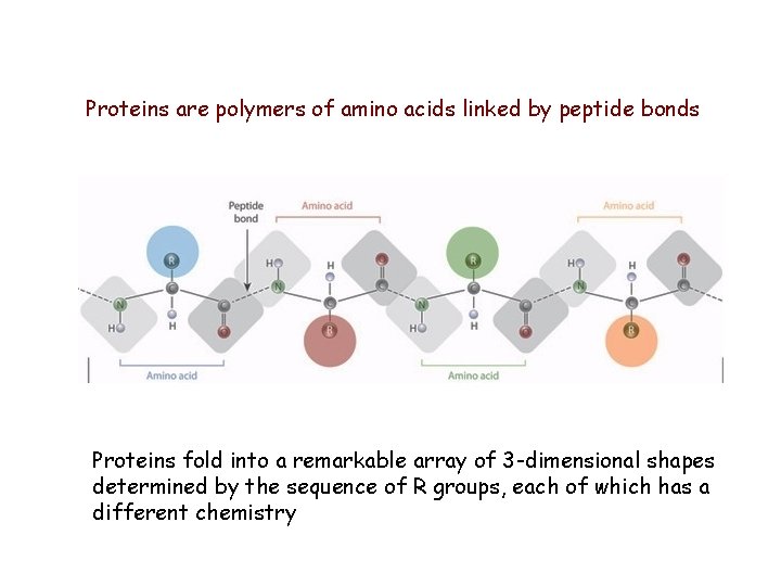 Proteins are polymers of amino acids linked by peptide bonds Proteins fold into a