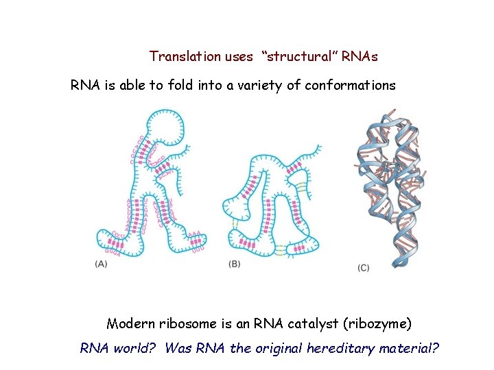 Translation uses “structural” RNAs RNA is able to fold into a variety of conformations