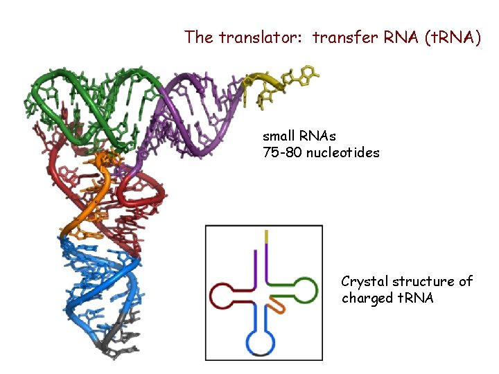 The translator: transfer RNA (t. RNA) small RNAs 75 -80 nucleotides Crystal structure of