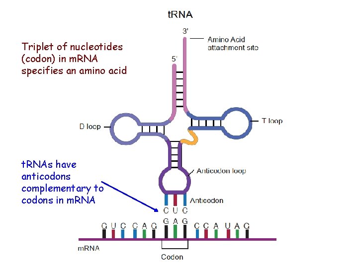 Triplet of nucleotides (codon) in m. RNA specifies an amino acid t. RNAs have