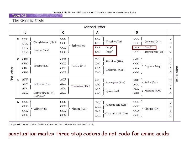 punctuation marks: three stop codons do not code for amino acids 