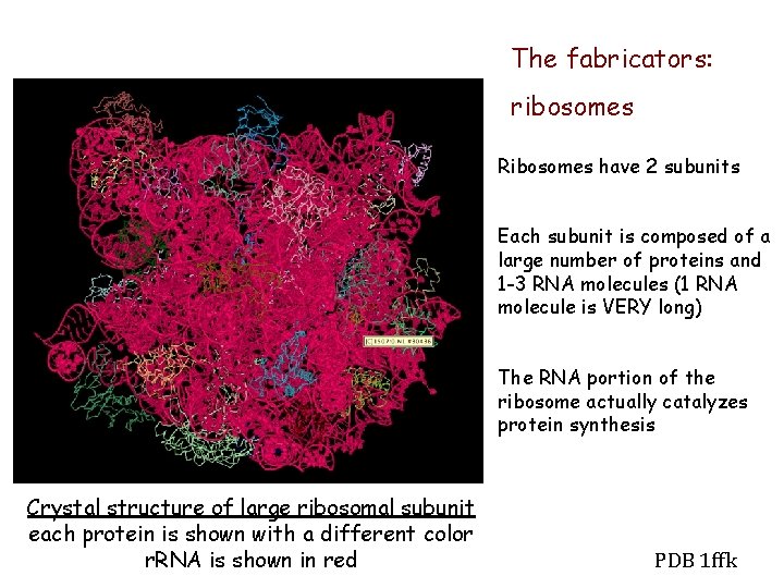 The fabricators: ribosomes Ribosomes have 2 subunits Each subunit is composed of a large