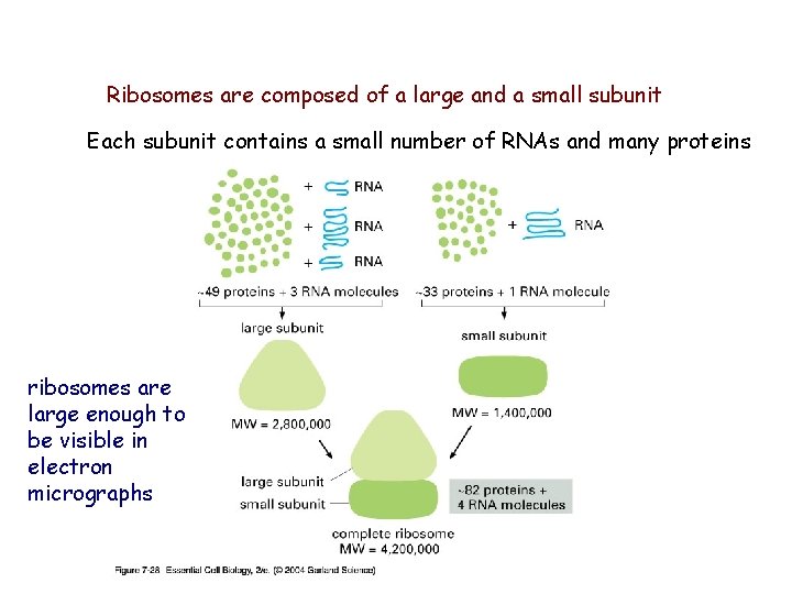 Ribosomes are composed of a large and a small subunit Each subunit contains a