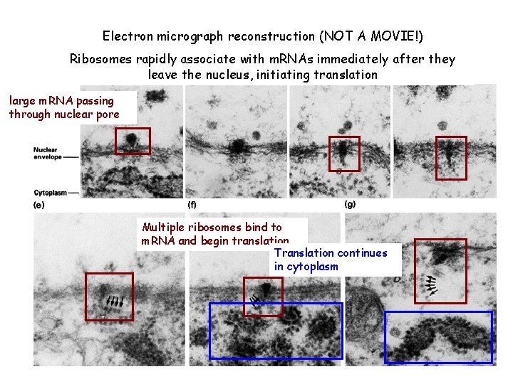 Electron micrograph reconstruction (NOT A MOVIE!) Ribosomes rapidly associate with m. RNAs immediately after