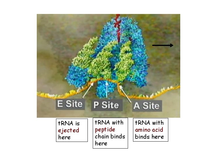 t. RNA is ejected here t. RNA with peptide chain binds here t. RNA