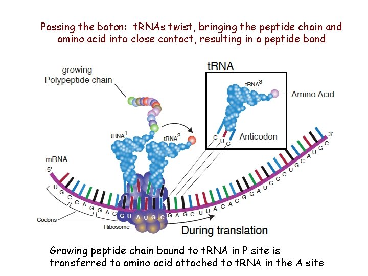 Passing the baton: t. RNAs twist, bringing the peptide chain and amino acid into