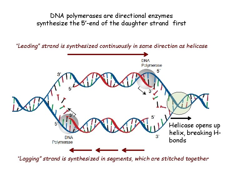DNA polymerases are directional enzymes synthesize the 5’-end of the daughter strand first “Leading”
