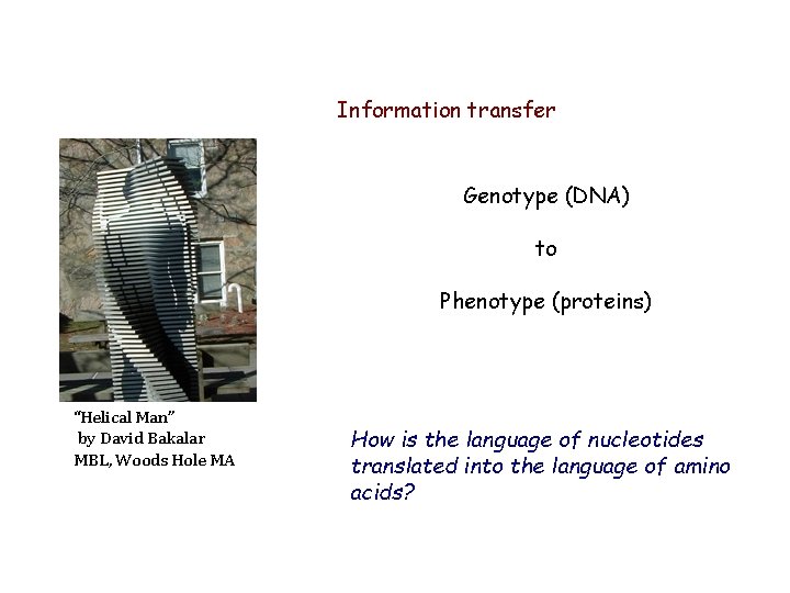 Information transfer Genotype (DNA) to Phenotype (proteins) “Helical Man” by David Bakalar MBL, Woods