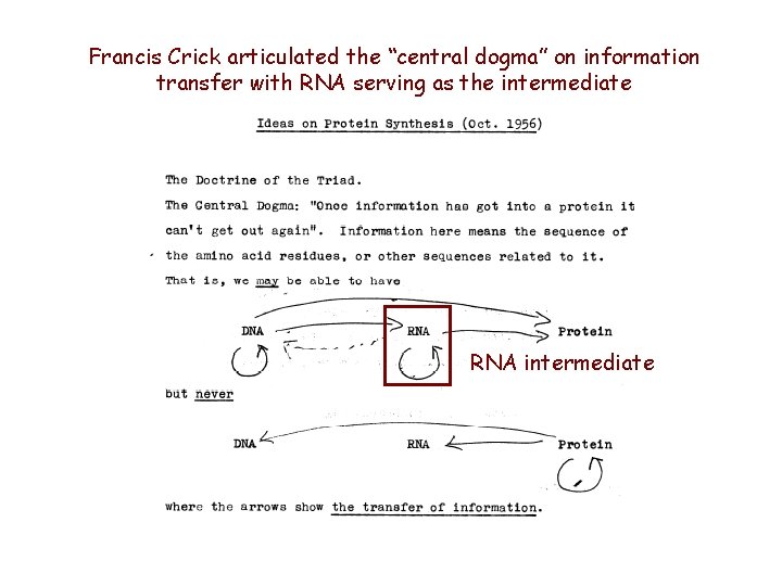 Francis Crick articulated the “central dogma” on information transfer with RNA serving as the