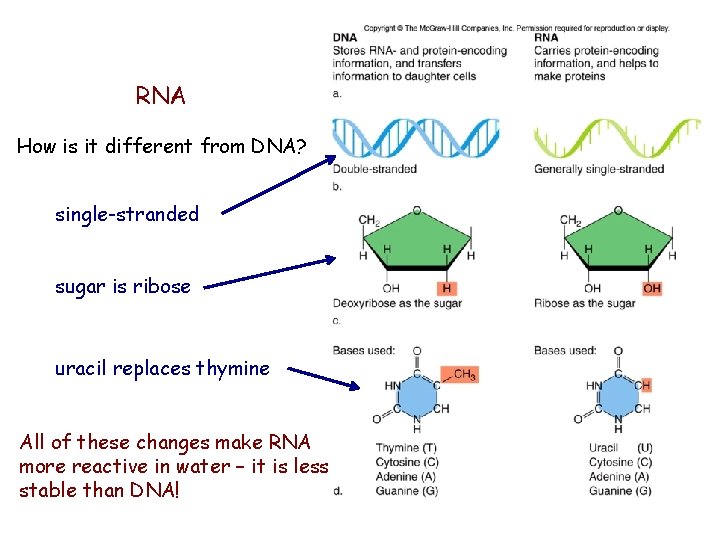 RNA How is it different from DNA? single-stranded sugar is ribose uracil replaces thymine