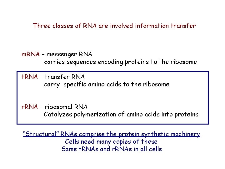 Three classes of RNA are involved information transfer m. RNA – messenger RNA carries