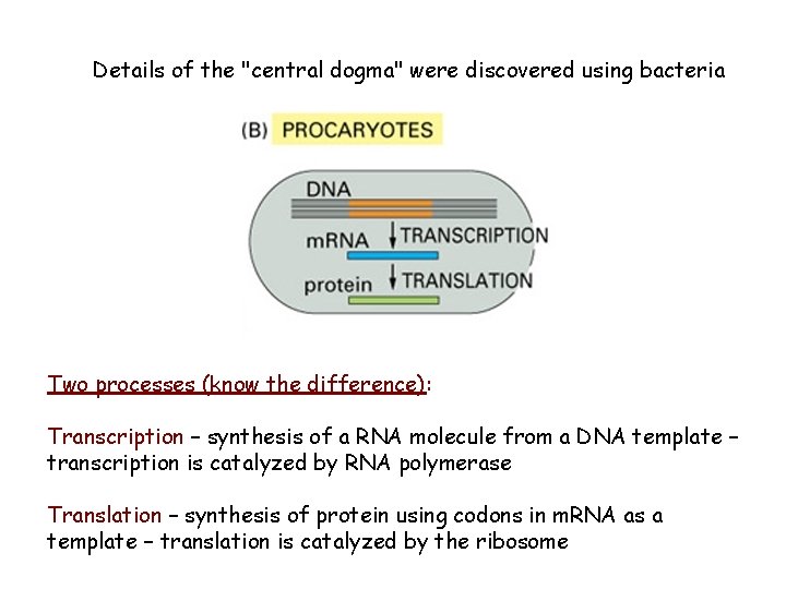 Details of the "central dogma" were discovered using bacteria Two processes (know the difference):